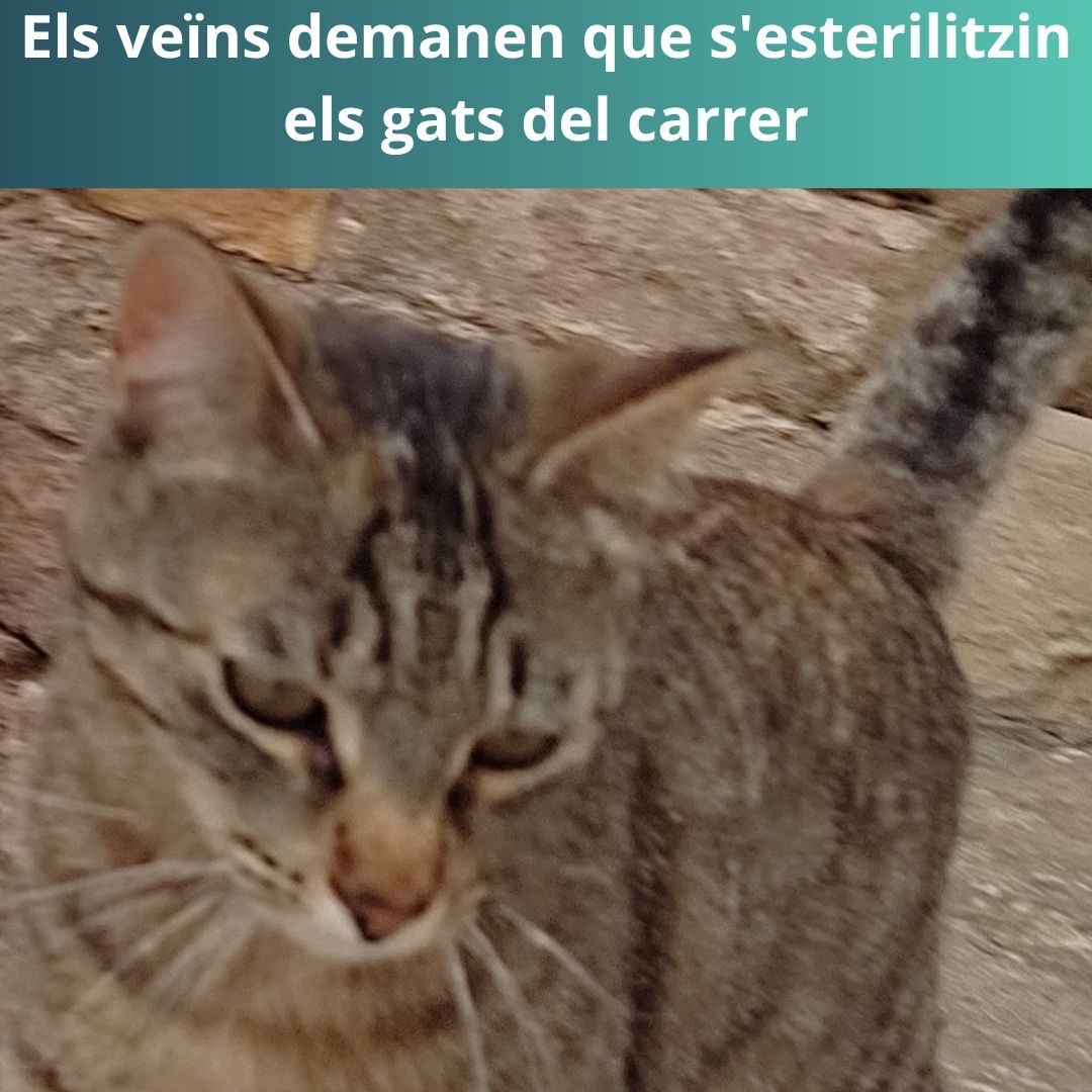 Els veïns demanen que s’esterilitzin els gats del carrer